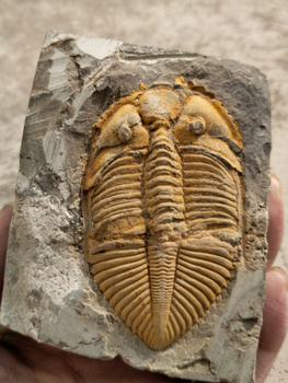 海生物化石图片大全图片